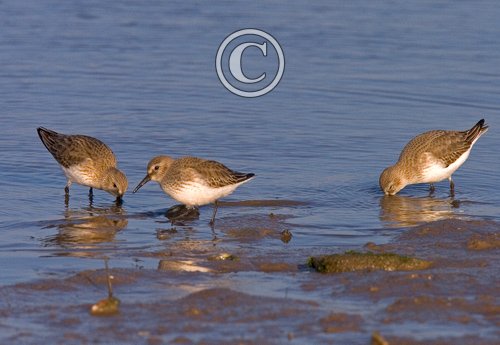 Dunlin DM1044